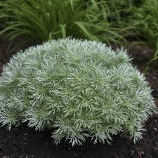 Each of these shrubs is described fully. Photo Essay Extremely Drought Tolerant Perennials Perennial Resource
