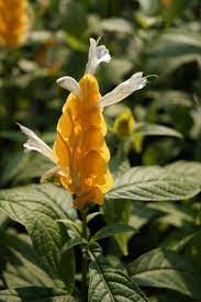 Camaron Amarillo Pachystachys Lutea Plants Amarillo