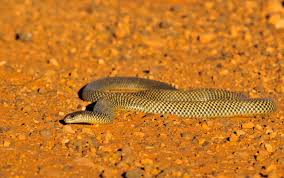 Other similar species of brown snake that overlap the dugite's distribution include the. Facts About Brown Snakes Live Science
