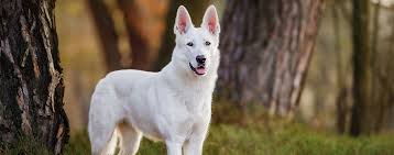 Kinderfreundlich, für senioren geeignet, für familien geeignet. Berger Blanc Suisse Weisser Schweizer Schaferhund Schweizer Hunde Magazin