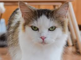 Check spelling or type a new query. Viral Video Shows Cat Walking Onto Runway At Fashion Show