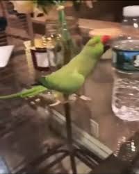 Pet Birds Panosundaki Pin