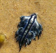We did not find results for: Beautiful But Poisonous Blue Dragon Sea Slugs Wash Up At Narooma Narooma News Narooma Nsw