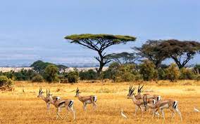 Check spelling or type a new query. African Savanna Photography Pets Lovers