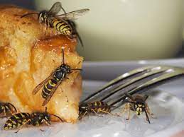 Achtung Gesundheitsrisiko Bienen Und Wespenstiche Konnen Todlich Enden Heilpraxis