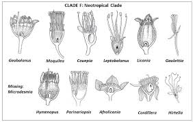 Image result for Hirtella zanzibarica