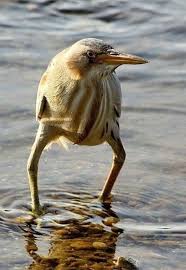 Bull Legged Bird Funny Birds Funny Animals Funny Animal Pictures