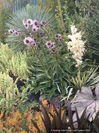 Image result for Berkheya speciosa