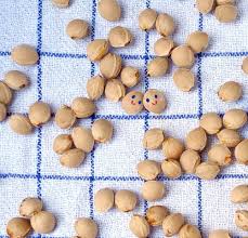 Basteln Mit Naturmaterial Kirschkerne Reinigen Basteln Mit Naturmaterialien Naturmaterial Basteln Mit Kindern