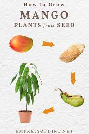 How To Grow Mango From Seed Easy Method Empress Of Dirt In 2021 Mango Plant Growing Mango From Seed Seeds