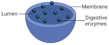 What Is A Lysosome Structure Function And Storage Diseases In 2021 Eukaryotic Cell Organelles Structure And Function