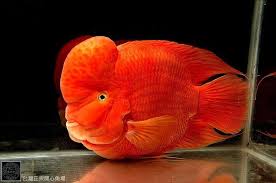 Ikan ini memiliki nama lain flowerhorn, karena warna sisik pada tubuhnya yang menyerupai bunga berwarna cerah dan. Ikan Akuarium Ikan Akuarium