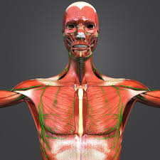 Muscles Lymph Nodes Skeleton 3d Model Muscle And Nerve Arteries And Veins Arteries