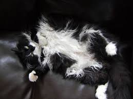 Black And White Tuxedo Cat Long Hair American Longhair Cat Black And White Coat Color Long Haired Cats American Wirehair White Cats