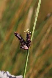 Image result for Schoenoplectus sp.no.3
