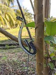 Ular paling bisa tedung selar / king cobra. Apm Daerah Sik Kenali Bahaya Anak Tedung Selar Hari Facebook