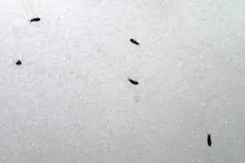 Other tiny bugs that can easily be ruled out because they do not jump at all are bed bugs and ants. Snow Fleas The Bugs In The Snow Griffin Pest Solutions