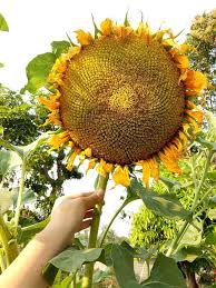 How to plant sunflower seeds easy germination. Giant Mammoth Sunflower Seeds Buy Sell Online Plant Seeds And Bulbs With Cheap Price Lazada Ph