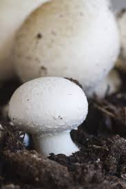 All you really need to grow mushrooms is dark and humidity. Button Mushroom Information How To Grow White Button Mushrooms At Home