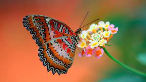 Check spelling or type a new query. Butterfly On Flowers Wallpaper For Hd Desktop Wallpaper Flowers Wallpaper Better