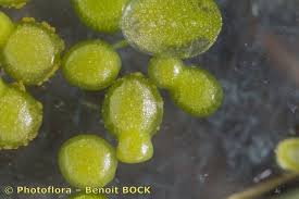 Image result for Wolffia