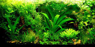 Maybe you would like to learn more about one of these? How To Start A Guppy Fish Tank