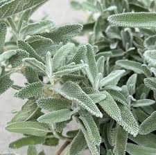 Image result for Salvia stenophylla