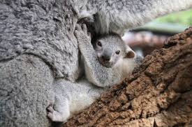 Whether you have a science buff or a harry potter fa. These Baby Koalas Are Newly Out Of The Pouch And Omg They Are Cute