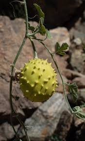 Image result for Cucumis ficifolius