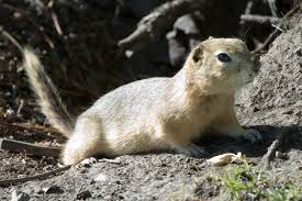 Chipmunks prefer woods and living in the ground, where they make holes. Richardson S Ground Squirrel Wikipedia