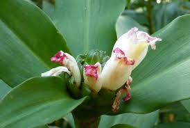 Image result for Costus afer