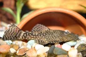 Finely chopped zucchini is cooked up in 10 minutes. Bristlenose Pleco The Care Feeding And Breeding Of Bristlenose Plecos Aquarium Tidings