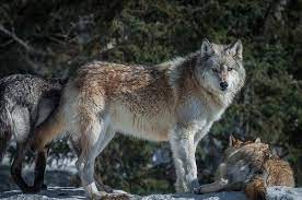 Lovely Denali Wolf Pictures Wolf Dog Wolf Photos