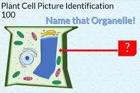 Learn vocabulary, terms and more with flashcards, games and other study tools. Plant And Animal Cell Jeopardy By Katie S Krazy Science Tpt