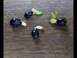 They won't grow true to the parent plant when grown from seed. How To Grow Daylilies Daylily From Seed Growing Germination Youtube