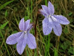Image result for Lobelia flaccida