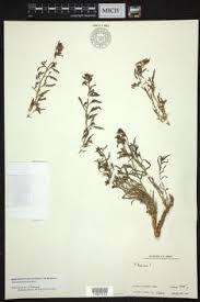 Image result for Thesium fanshawei