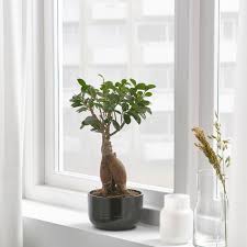 Follow our page to win a bonsai tree have.per entrare nel mondo del bonsai: Ficus Microcarpa Ginseng Pflanze Mit Ubertopf Bonsai Versch Farben Online Oder Im Einrichtungshaus Kaufen Ikea Osterreich