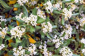 Image result for Pittosporum tobira
