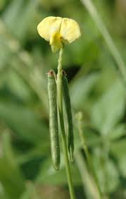 Image result for Vigna luteola