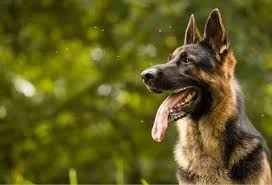 صور كلاب جيرمن شيبرد 2019 german shepherd wallpaper german shepherd dogs dog wallpaper