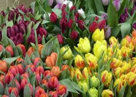 Scoprite quali sono le varietà più adatte da coltivare e abbinare ai fiori gialli. I Bulbi A Fioritura Autunnale Garden4us