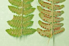 Image result for Dryopteris
