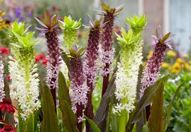 Image result for Eucomis