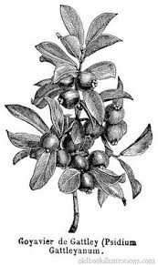 Botanical Engravings Tropical Fruit Guava Tree Google Search Botanical Drawings Scratchboard Illustration Vintage Botanical .fruits, illustration of hand drawn sketch chilean guava, strawberry myrtle or ugni molinae fruits vintage lemon tree sketch. botanical engravings tropical fruit