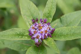 Image result for Commelina albescens