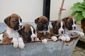 See more ideas about puppies, boxer puppies for sale, boxer puppies. 7 Gorgeous Litter Of Brindle Boxer Pups For Sale Carmarthen Carmarthenshire Pets4homes