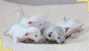 Siamese Kittens For Sale At Burnthwaites Siamese Siamese Kittens Kittens Siamese Kitten