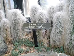 Deserts usually get only one inch of rain a month. 6 Cactus Adaptations In The Desert Succulent Alley