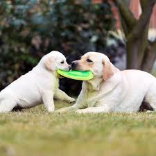 To prevent your orphaned puppy from becoming constipated, you'll need to mimic this action using a soft cloth or cotton ball moistened with warm water. 10 Best Chew Toys For Puppies 2021 Safest Chew Toys For Dogs